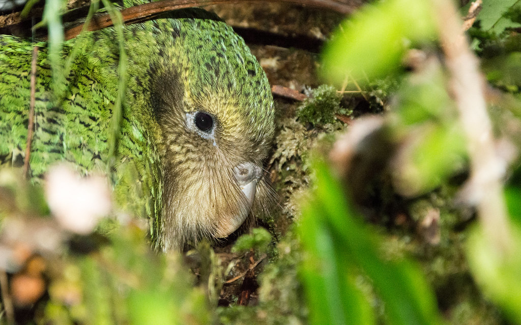A kākāpō with green and yellow-brown plumage is partially hidden amongst green foliage and moss.