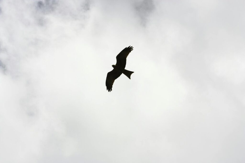 A majestic eagle flying high in a moody sky, showcasing freedom and wildlife beauty.