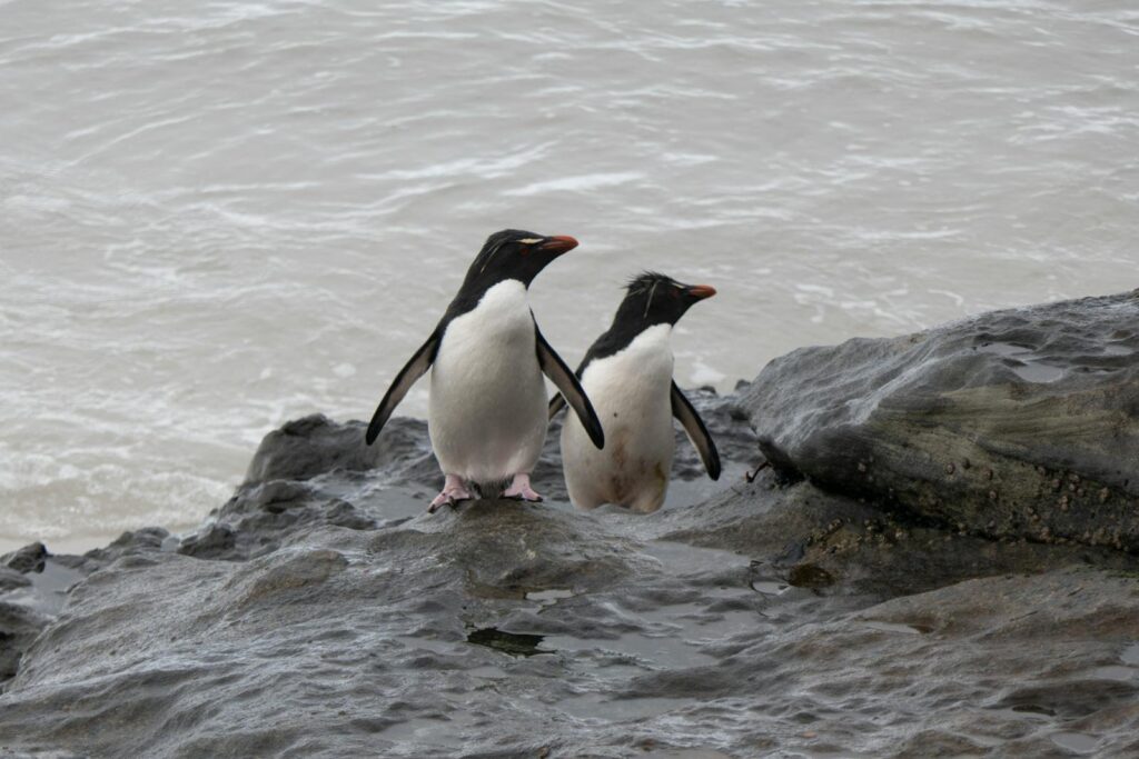 Two rockhopper penguins are standing on the rocky shore. 