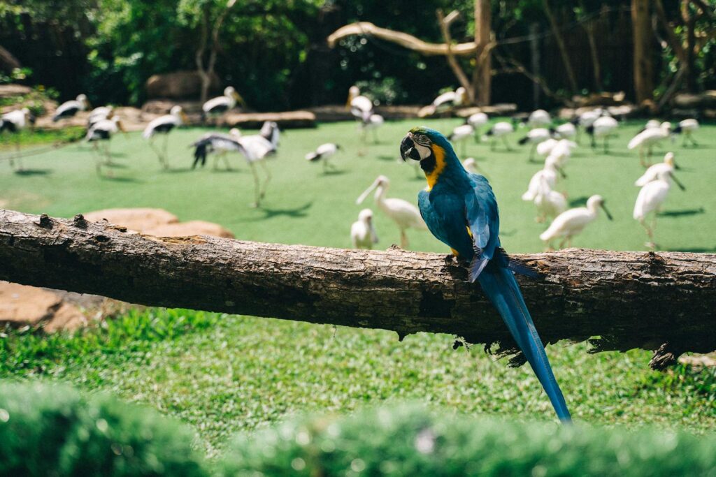 A vibrant blue macaw perched on a log with a backdrop of various birds in a lush outdoor setting.