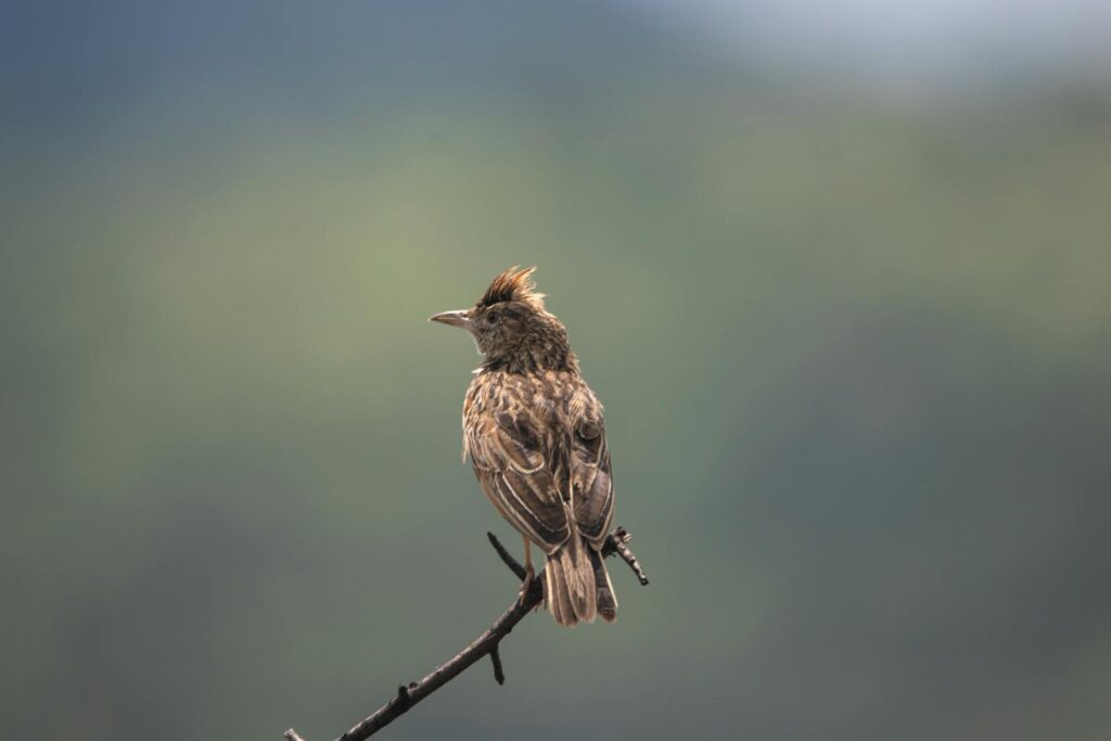 A Rufous-naped lark perches on a small branch, its crested head turned to the left.