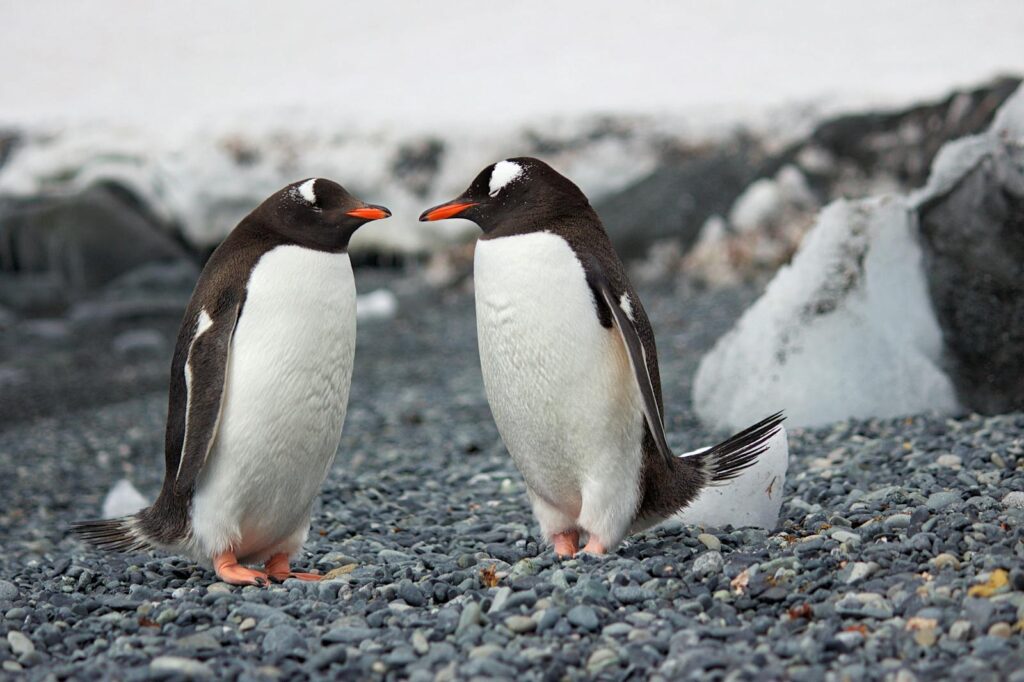 Two Gentoo penguins standing on a rocky Antarctic shore amidst icy surroundings.