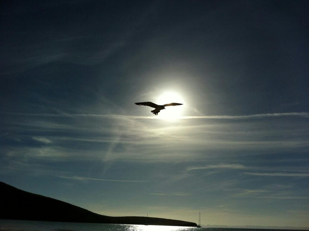 A seagull silhouette flies against a dramatic sky at sunset on a serene beach.