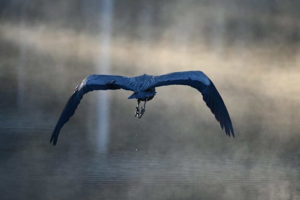 A majestic Great Blue Heron gracefully flies over misty waters in serene morning light.