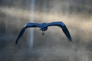 A majestic Great Blue Heron gracefully flies over misty waters in serene morning light.