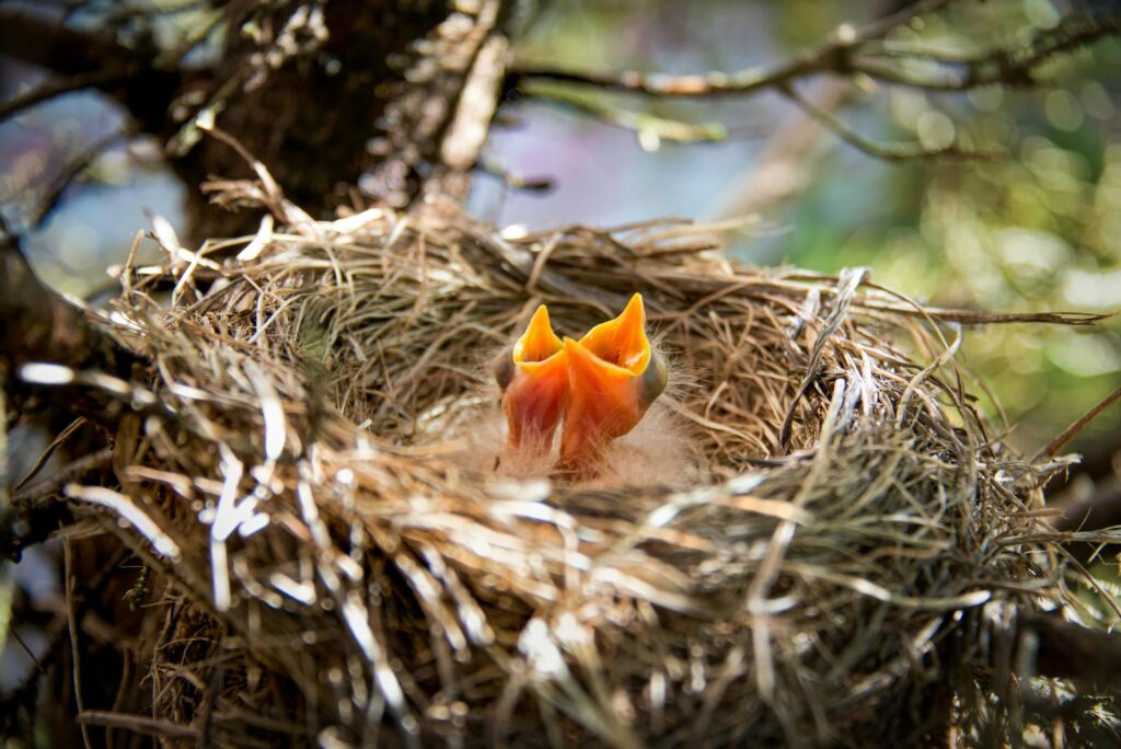 Close-up of baby birds in a sunlit nest, showcasing wildlife in its natural habitat.