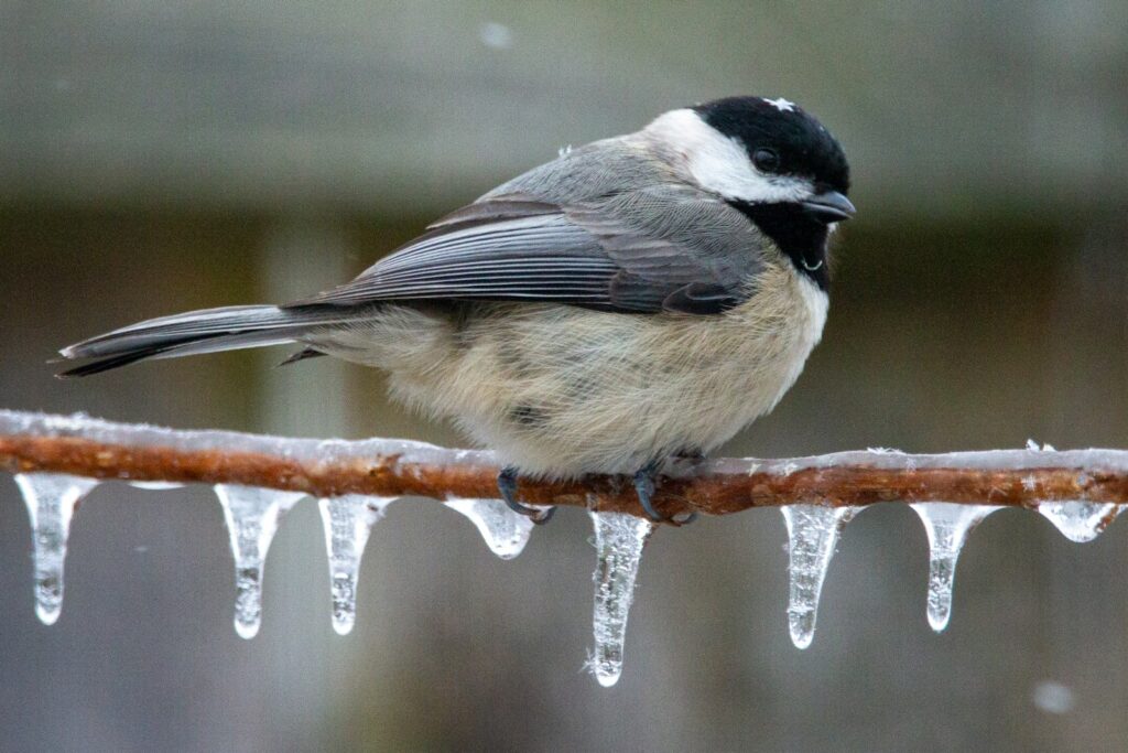 A small chickadee with black, white, and grey feathers perches on an icy branch.