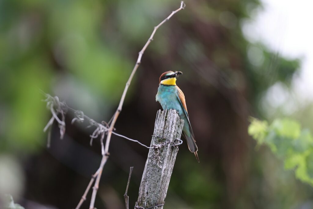 A vibrant European Bee-eater perches on a weathered post with prey in its beak.