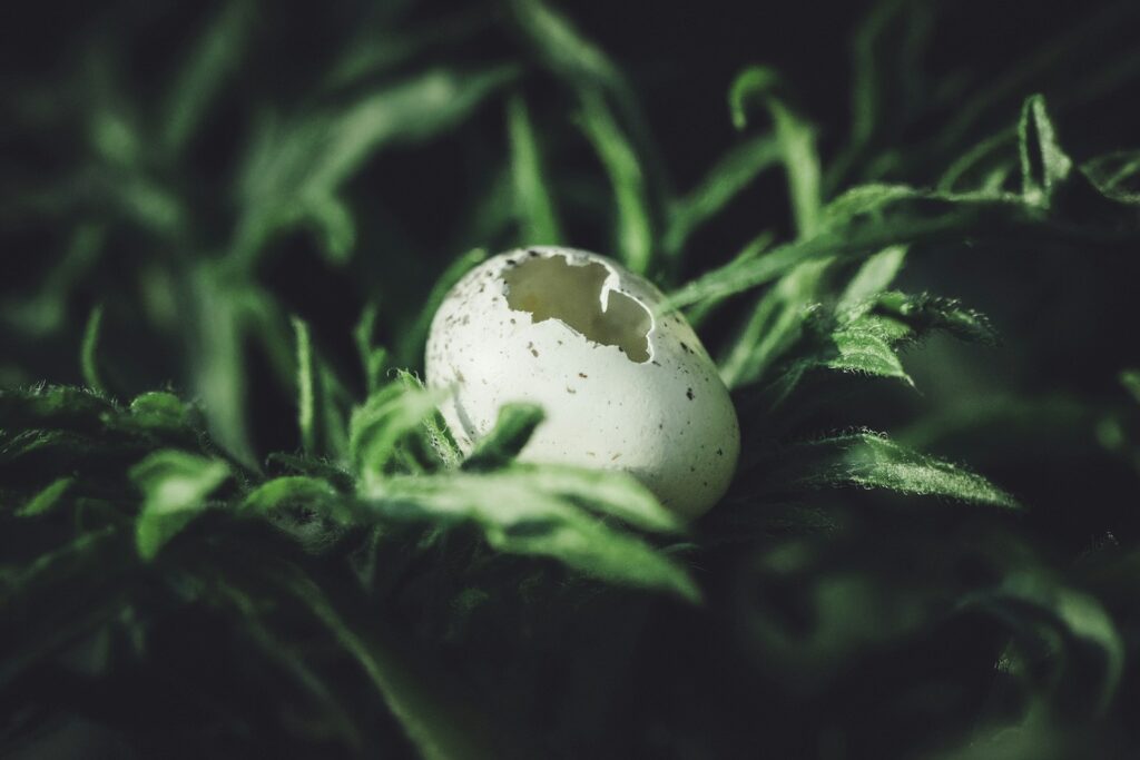 a broken egg sitting on top of a lush green field