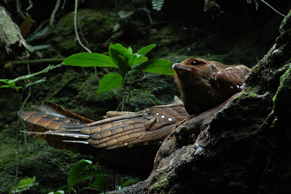An oilbird with brown plumage and white spots perches on a mossy branch near green leaves.