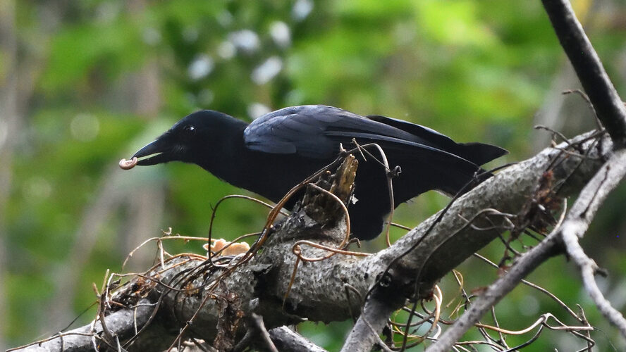 A New Caledonian crow holds a small object in its beak while perched on a branch.