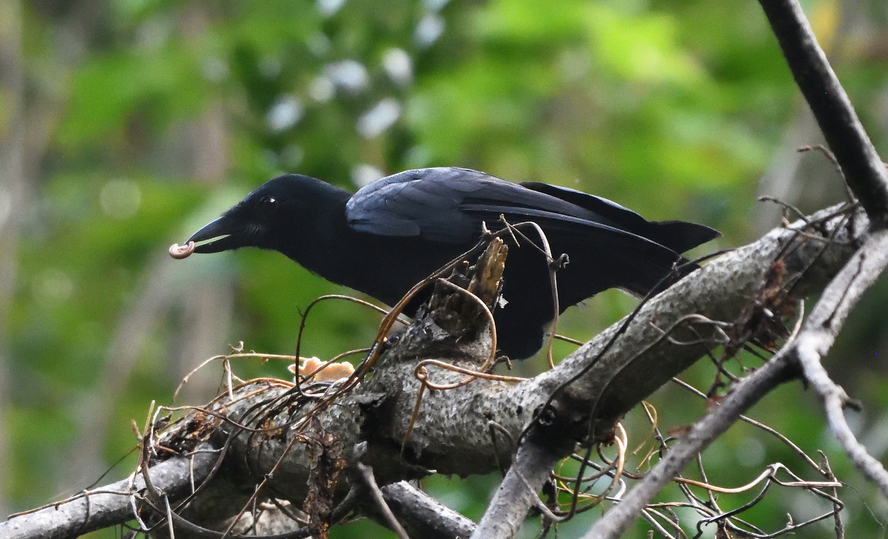 A New Caledonian crow holds a small object in its beak while perched on a branch.