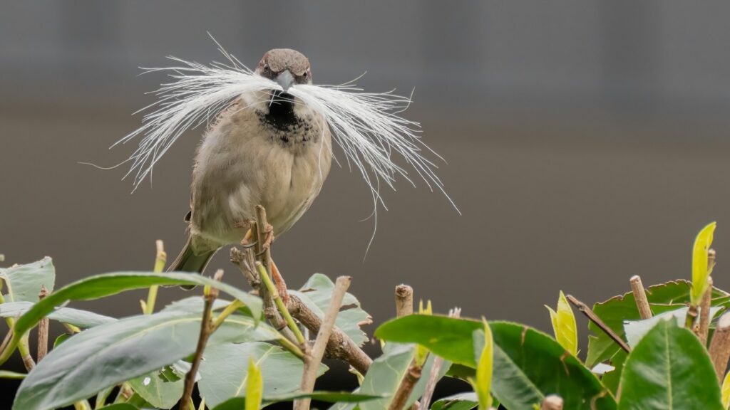 Eurasian tree sparrow with white nesting material in its beak.