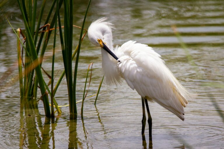 A snowy egret with white plumage and a black beak preens in shallow water near green reeds.