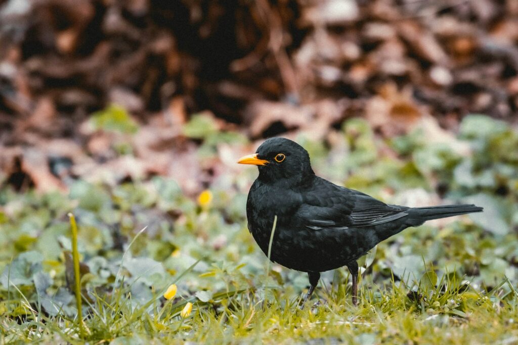 A sleek Blackbird with a bright orange beak stands alert.