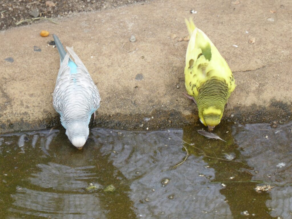 A couple of birds that are standing in the water