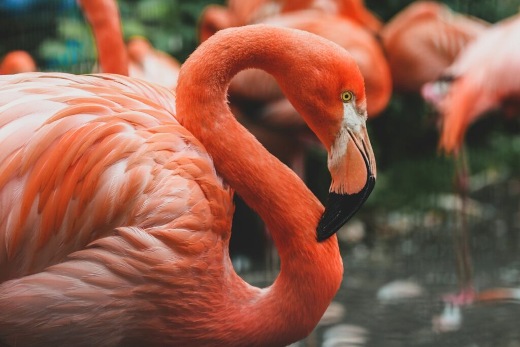 Flamingo on body of water during daytime.