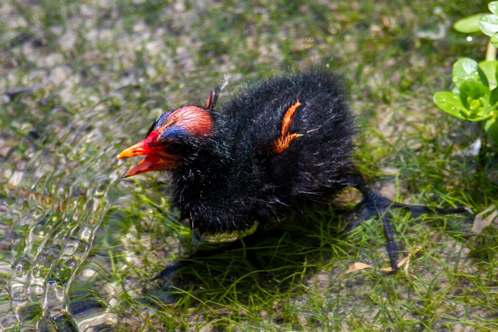 A fluffy common moorhen chick with a red and yellow beak stands in shallow water.
