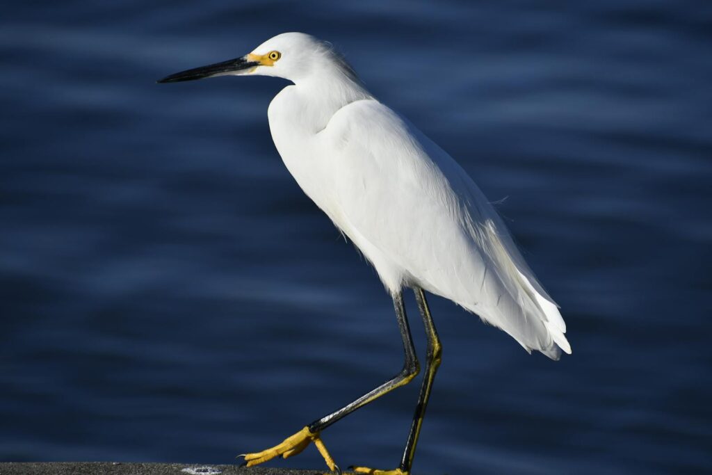 A close-up of a Snowy Egret standing by the water's edge.