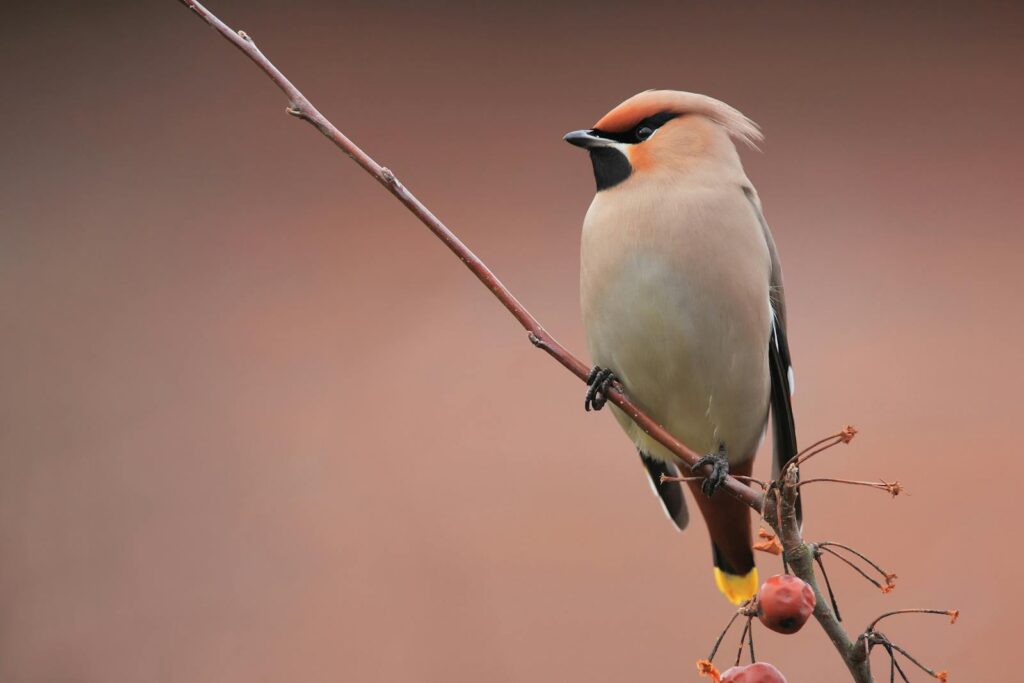 Beautiful waxwing bird with striking plumage perched gracefully on a branch.