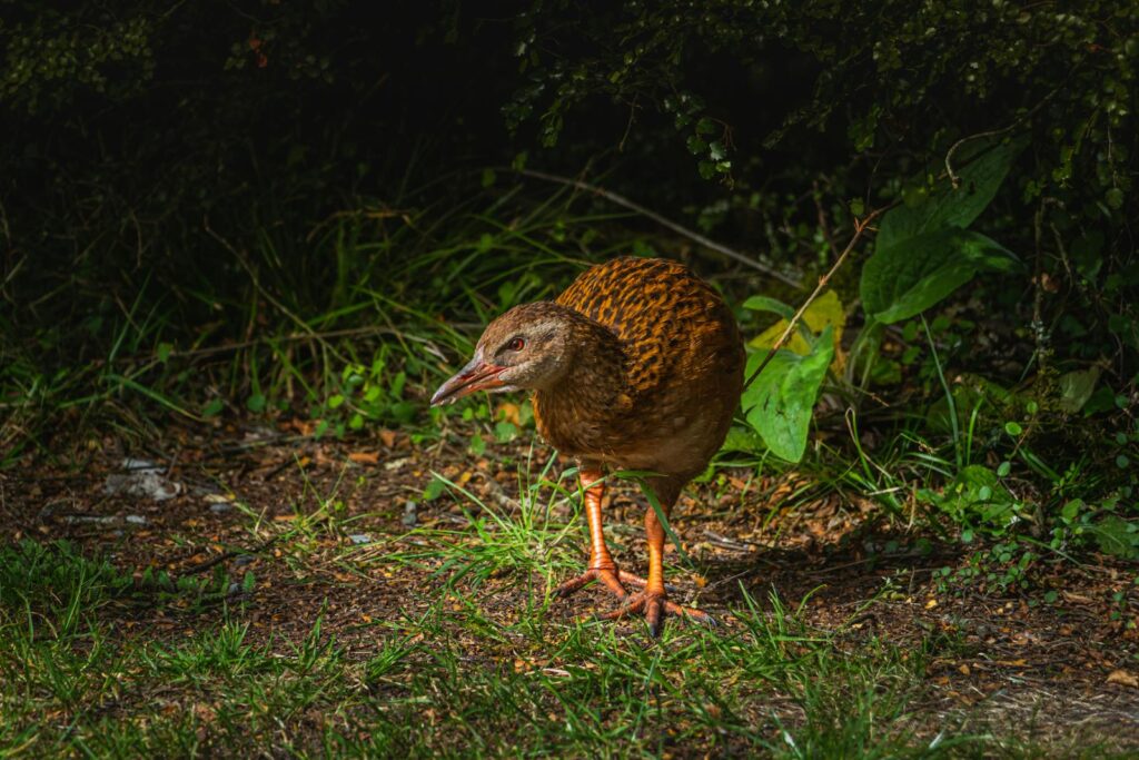 A detailed close-up of a weka bird foraging among green foliage and grass.