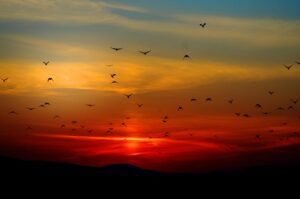 Flock of birds silhouetted against a colorful sunset sky, creating a dramatic natural scene.