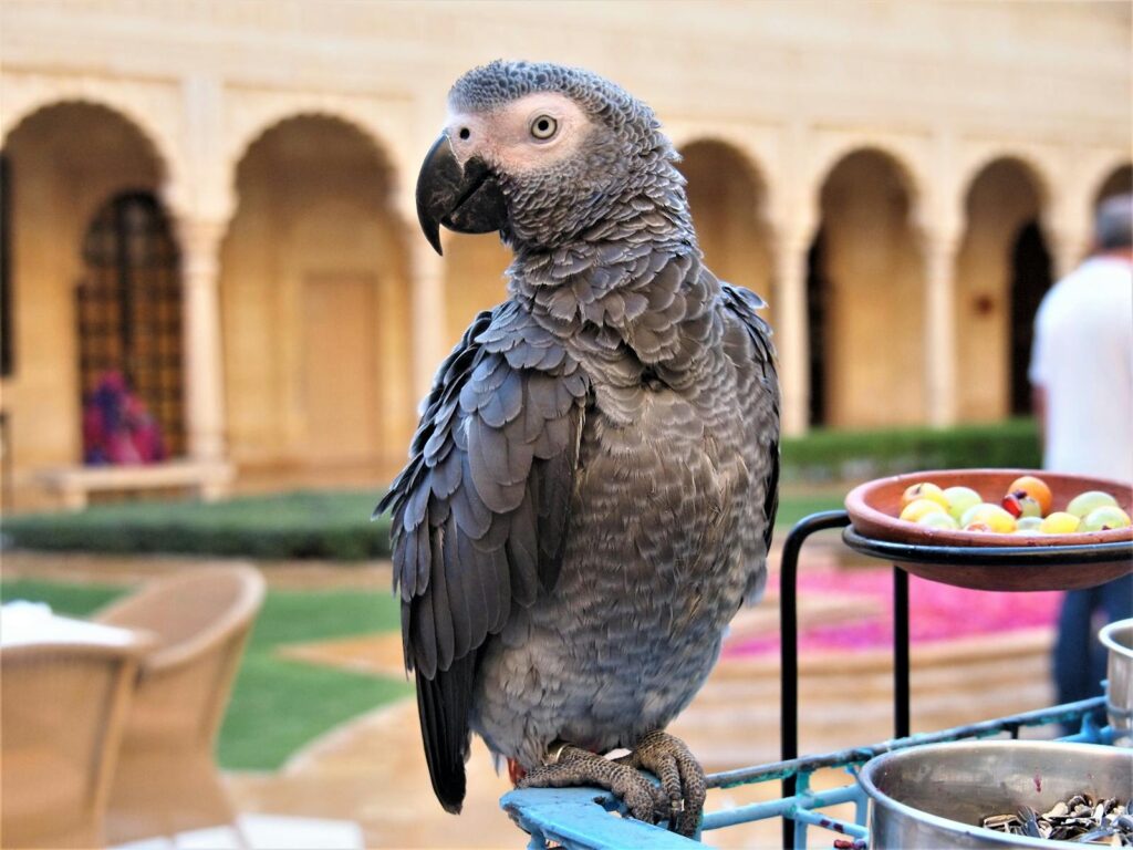 A grey parrot with a black beak perches on a stand outdoors.