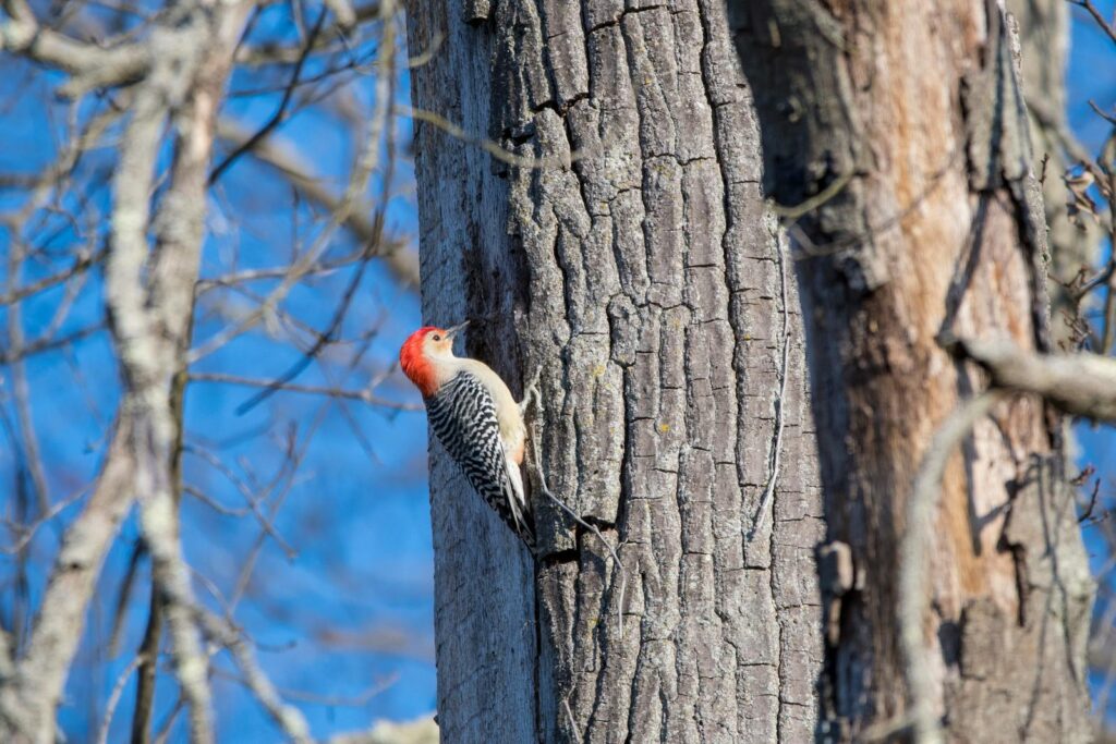 A vibrant red-bellied woodpecker perched on a tree.