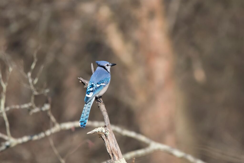 Beautiful Blue Jay resting on a branch, showcasing its vibrant blue feathers in a natural setting.