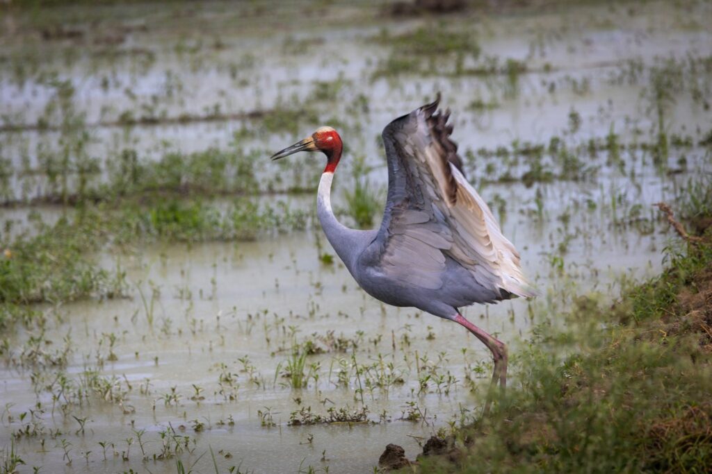 A sarus crane with grey plumage, a red head and neck, and long legs stands in a wetland.