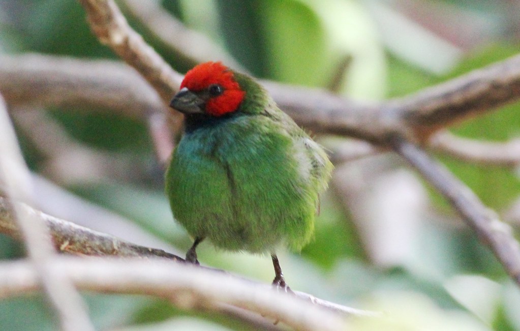 A small Fiji parrotfinch with a bright red head and green body perches on a branch.