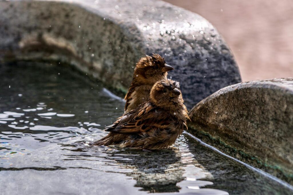 Two sparrows enjoying a refreshing bath in a shallow stone birdbath.