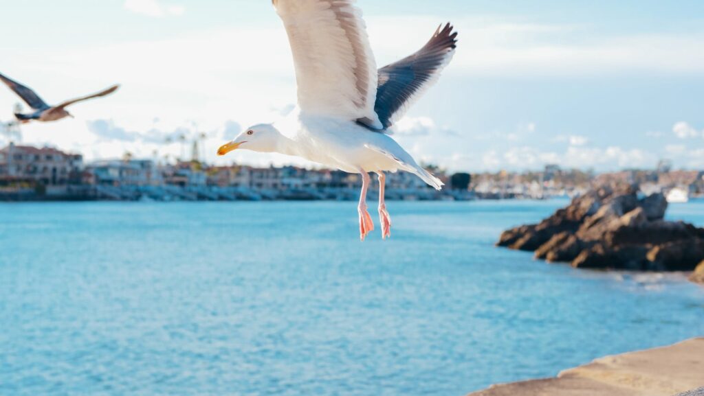 Seagull soaring over blue ocean near a coastal town.