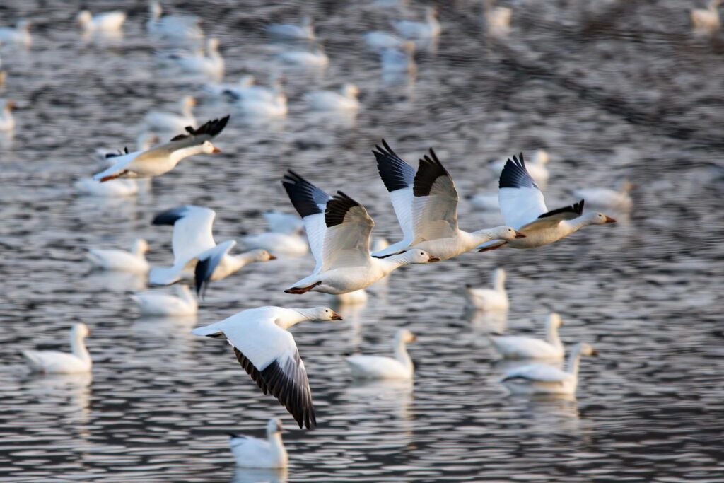 A vibrant flock of snow geese flying over a lake, capturing the beauty of wildlife in motion.