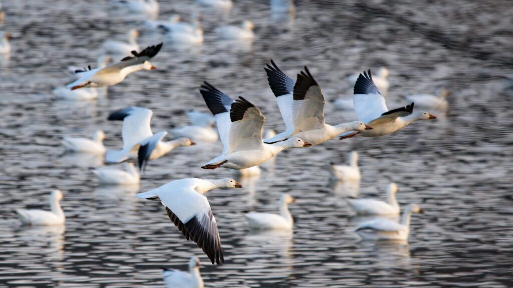 A vibrant flock of snow geese flying over a lake, capturing the beauty of wildlife in motion.