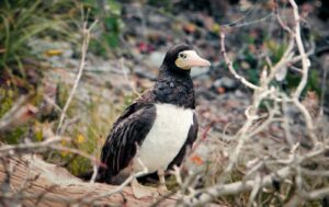 Magnificent Frigatebird resting in a natural setting, showcasing distinctive plumage.