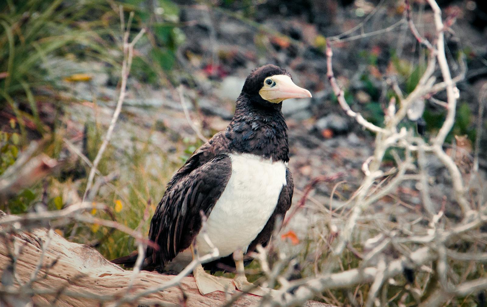 Magnificent Frigatebird resting in a natural setting, showcasing distinctive plumage.