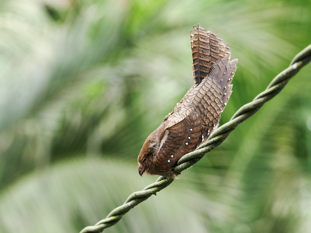 A Chuck-will's-widow with cryptic brown plumage perches along a twisted wire.