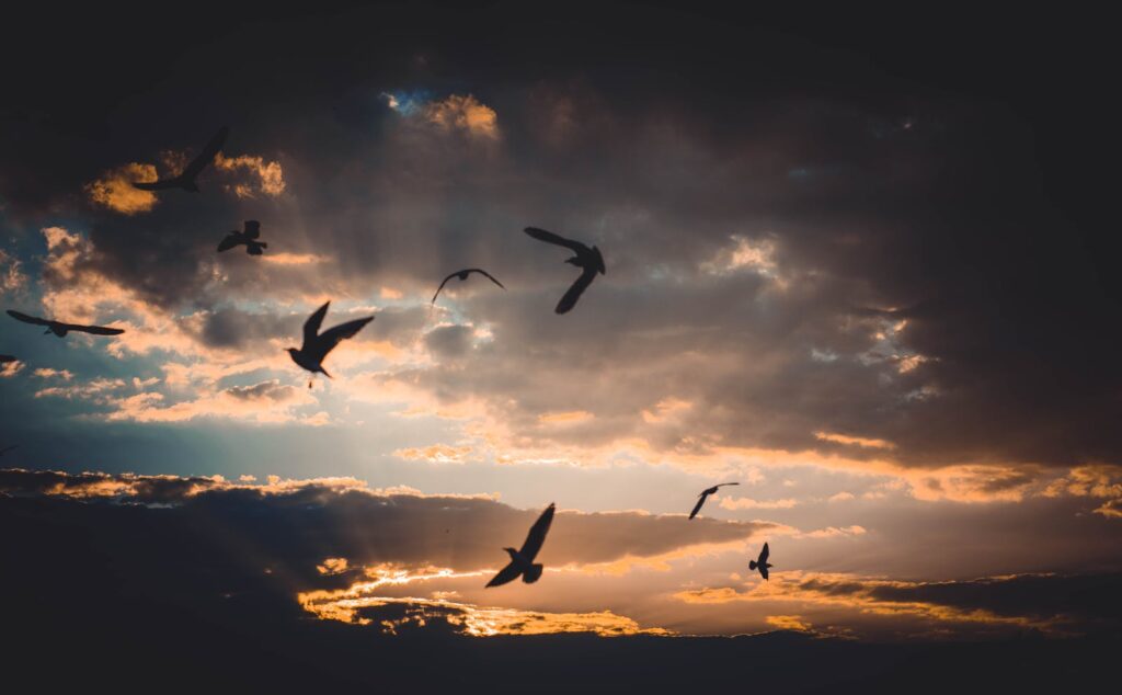 A flock of birds flying through a dramatic sunset sky with rich colors and striking clouds.