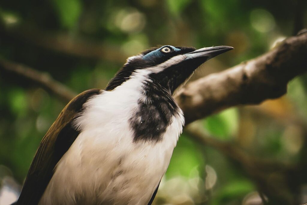 A Blue-faced Honeyeater looks upward from a branch.