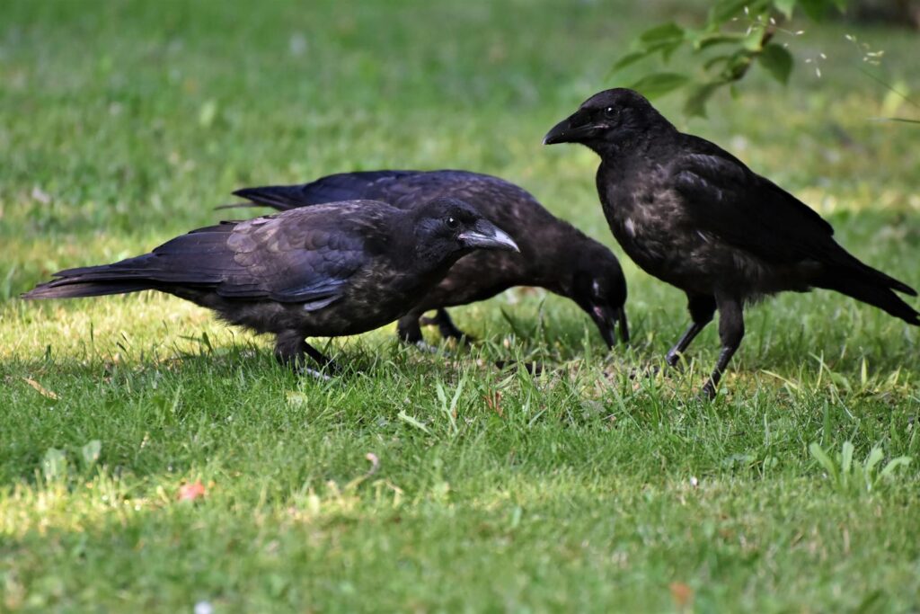Three black crows on green grass, captured in natural light, showcasing wildlife behavior.