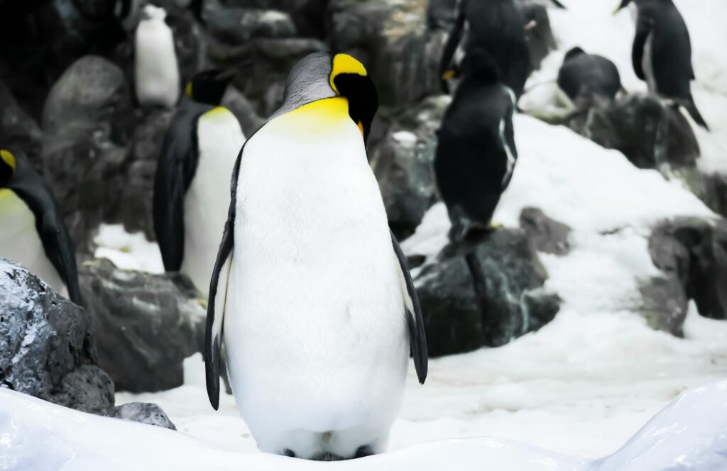 A group of emperor penguins standing on snowy rocks in a wintery.