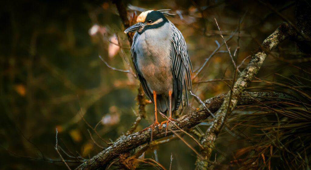 Close-up of a Yellow-crowned Night Heron resting on a tree branch in nature.