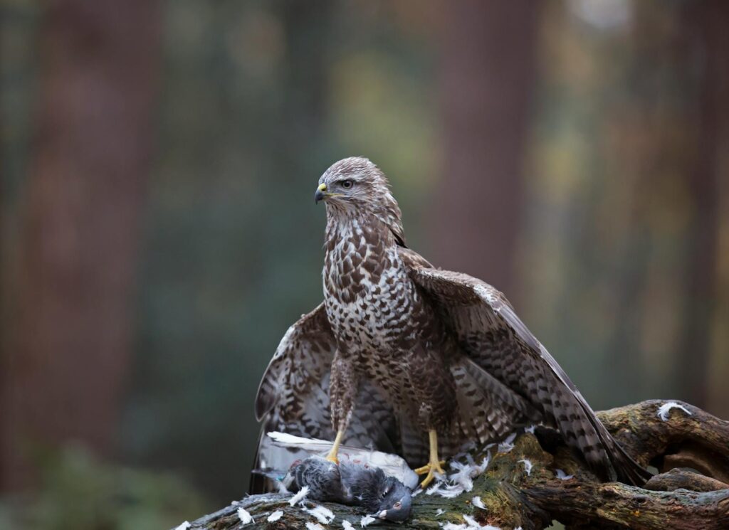 A powerful brown hawk stands on prey in the snowy wilderness, embodying nature's hunt.