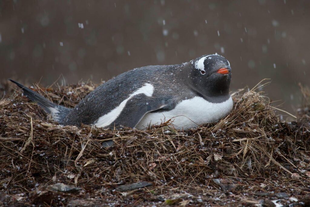 Gentoo penguin on nest during snowfall.