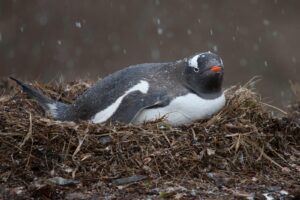 Gentoo penguin on nest during snowfall.