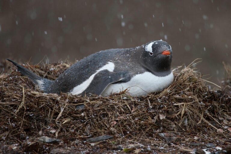 Gentoo penguin on nest during snowfall.