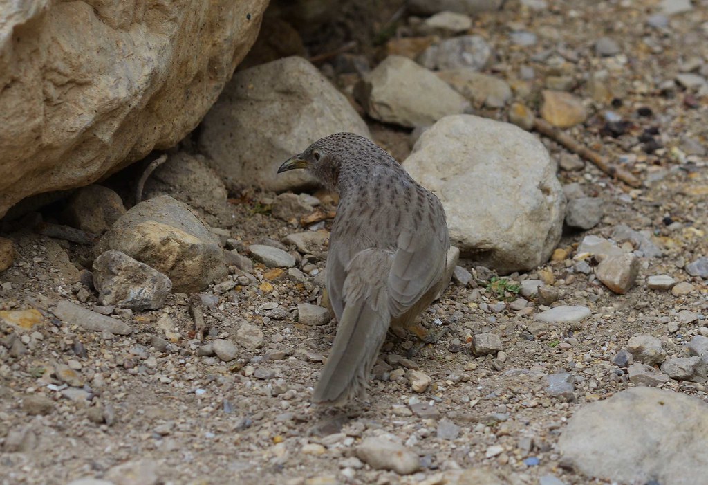 A jungle babbler stands amongst rocks and pebbles.
