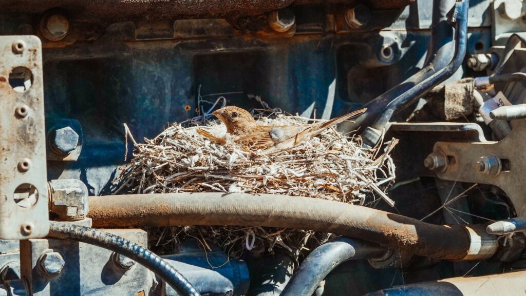 A brown bird nesting in a machinery setting, illustrating nature amidst industry.