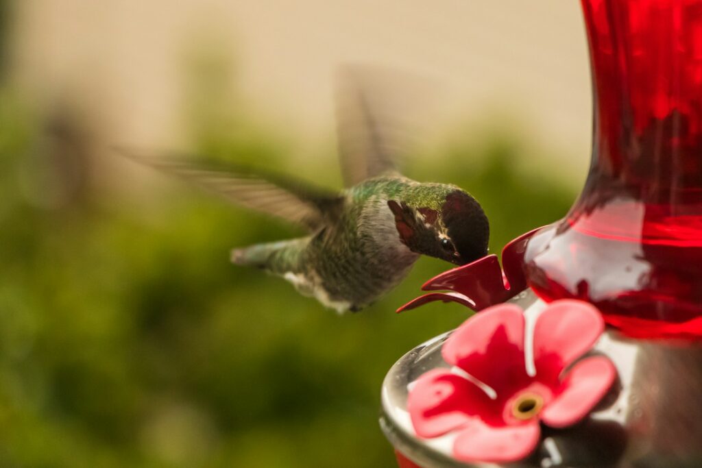 An Anna's Hummingbird feeds from a red feeder.